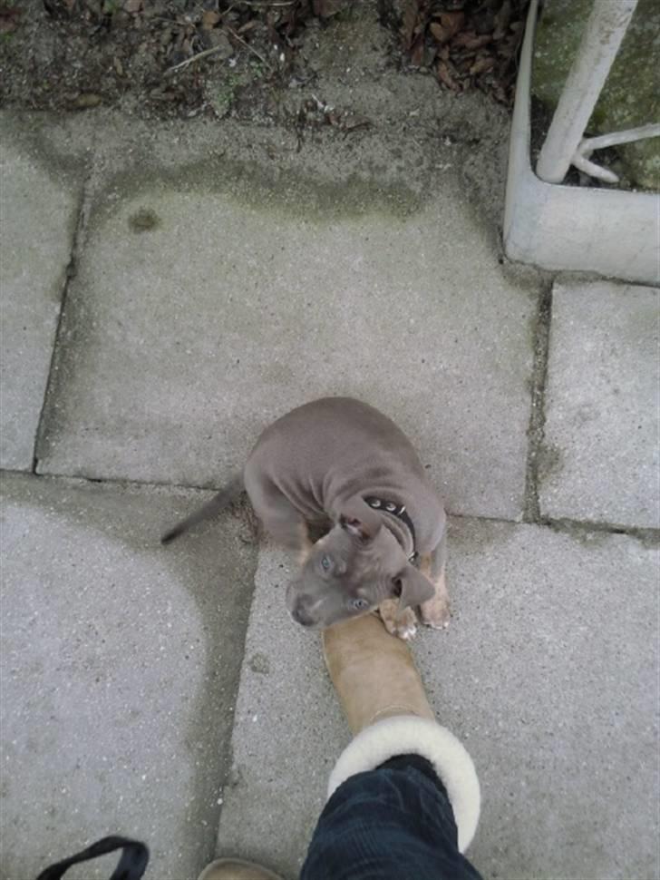 Amerikansk staffordshire terrier Capone( R.I.P) - lille lort:) ti uger gammel billede 13