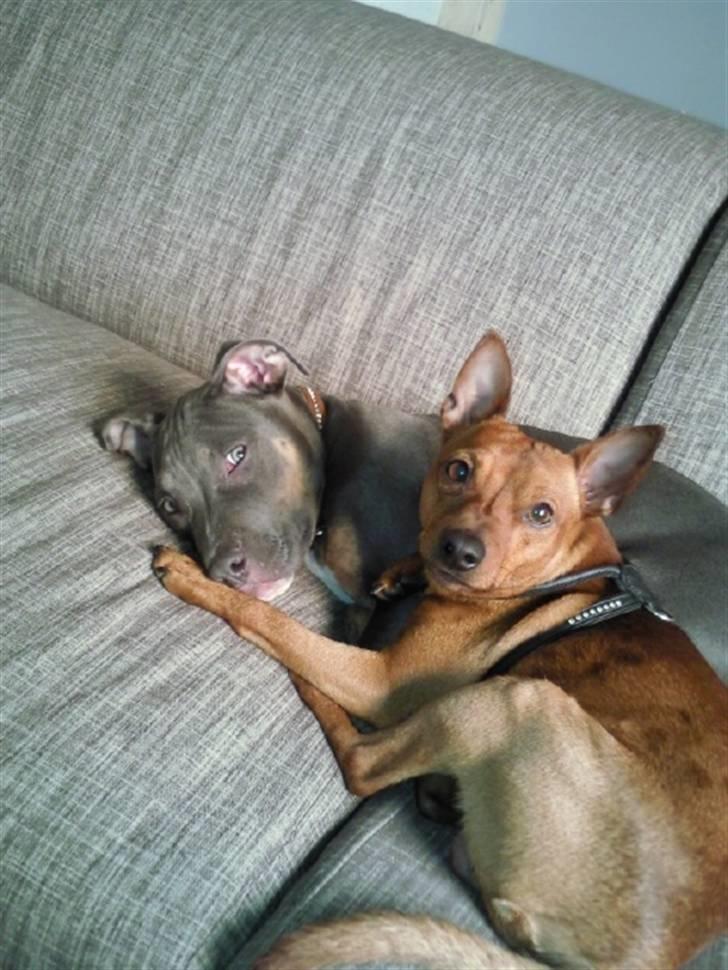 Amerikansk staffordshire terrier Capone( R.I.P) billede 14