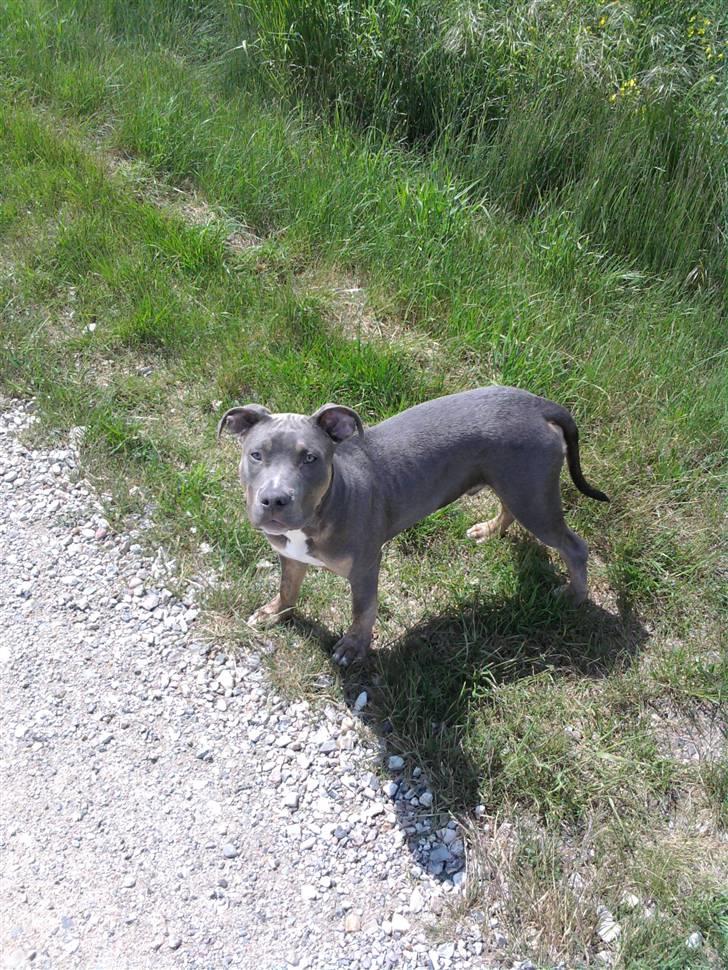 Amerikansk staffordshire terrier Capone( R.I.P) billede 15