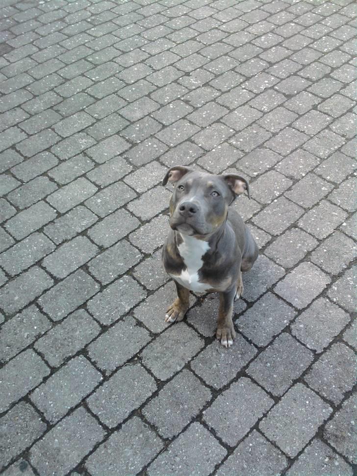 Amerikansk staffordshire terrier Capone( R.I.P) billede 16