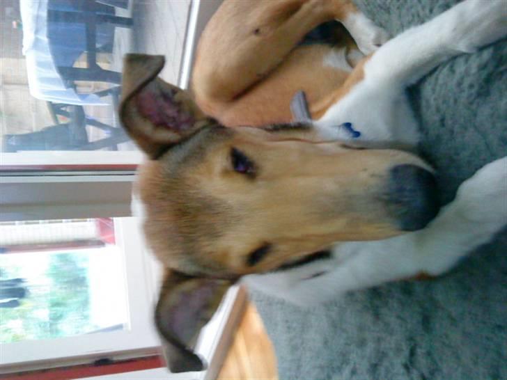 Collie korthåret Enzo Død 7/12-09 :( billede 1