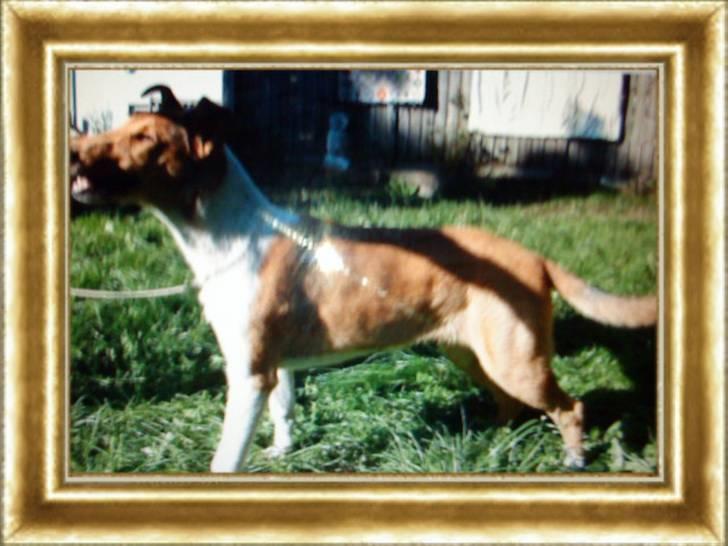 Collie korthåret Enzo Død 7/12-09 :( billede 2