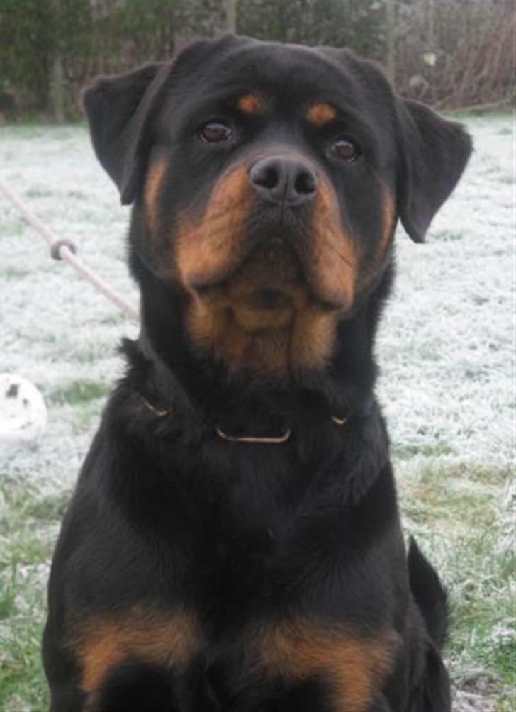 Rottweiler Babe wom Hause Wenorra billede 1