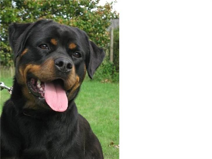 Rottweiler Babe wom Hause Wenorra billede 2