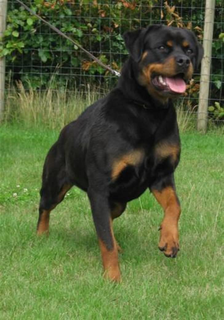 Rottweiler Babe wom Hause Wenorra billede 3