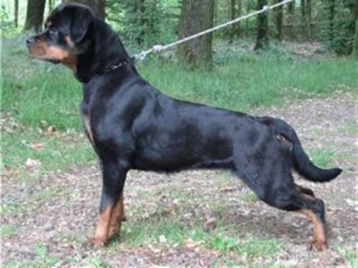 Rottweiler Babe wom Hause Wenorra billede 4