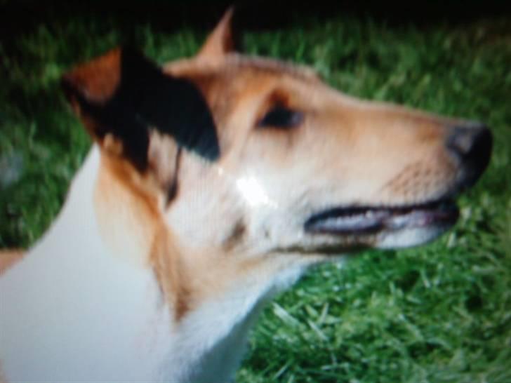 Collie korthåret Enzo Død 7/12-09 :( billede 3