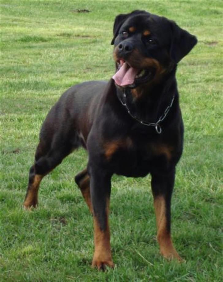 Rottweiler Babe wom Hause Wenorra billede 5