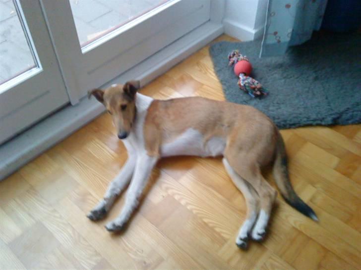 Collie korthåret Enzo Død 7/12-09 :( billede 4