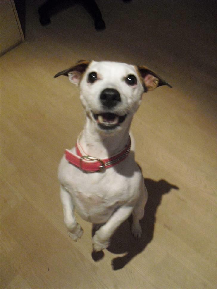 Jack russell terrier Rosa (Himmel hund) - her ser i et af mine tricks ´´stå´´ billede 1