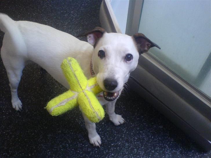 Jack russell terrier Rosa (Himmel hund) - her ser i mit bedste legetøj billede 2