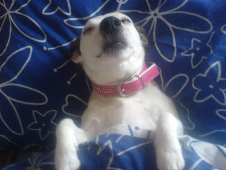 Jack russell terrier Rosa (Himmel hund) - heeh nu er jeg gået i seng  billede 3
