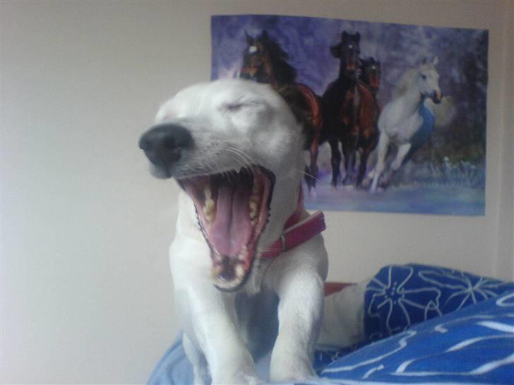 Jack russell terrier Rosa (Himmel hund) - ahh hvor har jeg sovet godt Gaab billede 4