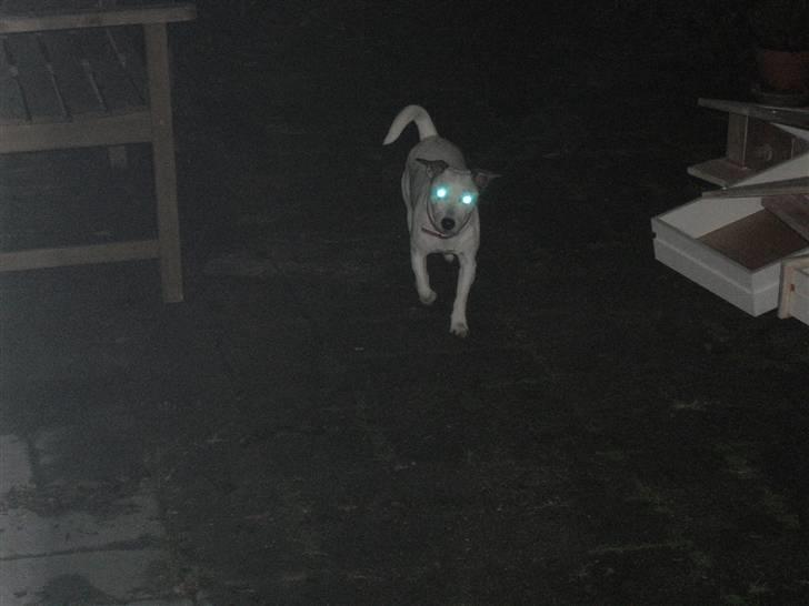 Jack russell terrier Rosa (Himmel hund) - en lille tur i mørke ude i haven billede 5