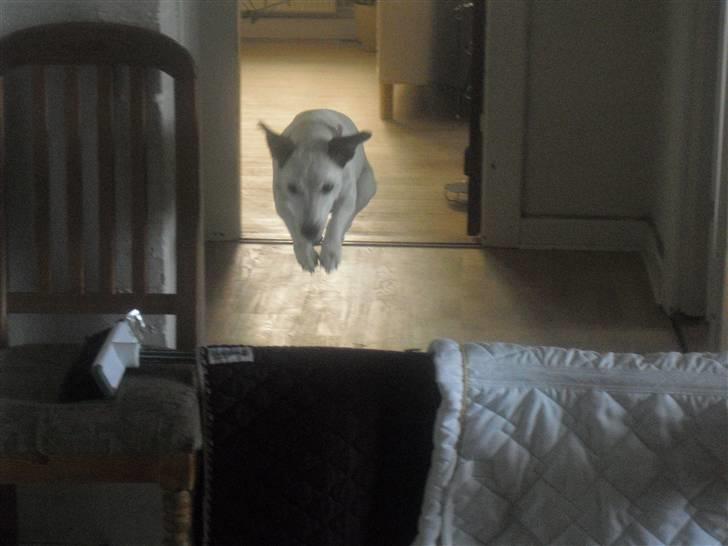 Jack russell terrier Rosa (Himmel hund) - så skal der springes billede 6