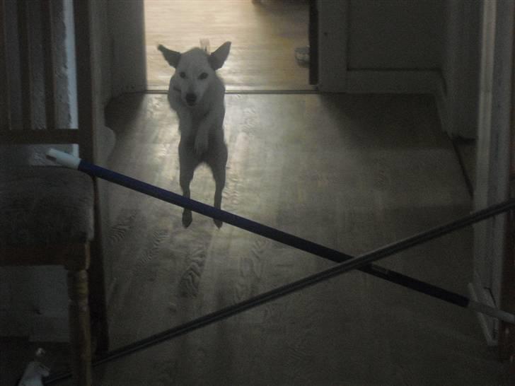 Jack russell terrier Rosa (Himmel hund) - wow se lige hvor jeg svæver billede 7