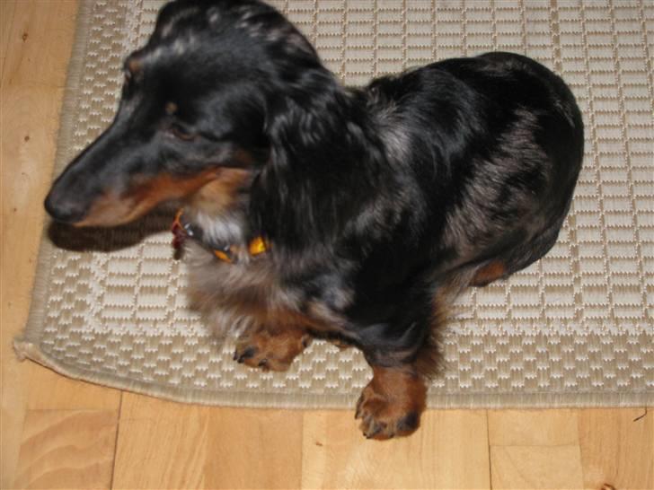 Dværggravhund Molly billede 1