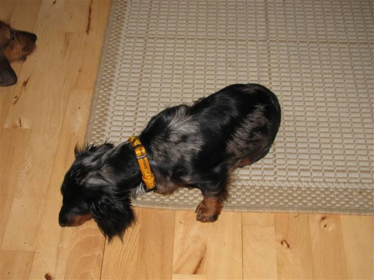 Dværggravhund Molly billede 2