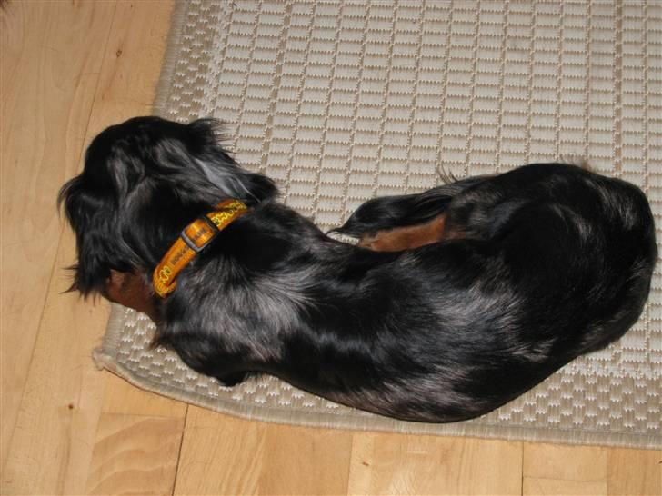 Dværggravhund Molly billede 3