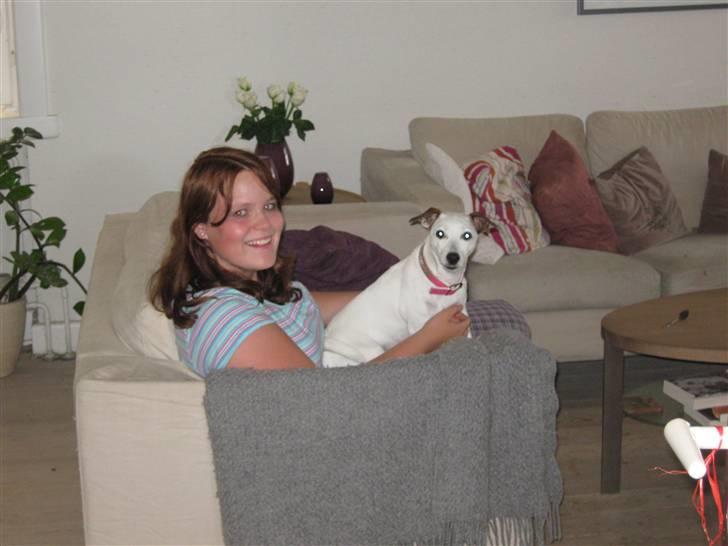 Jack russell terrier Rosa (Himmel hund) - her ser i mig og min ejer  billede 8
