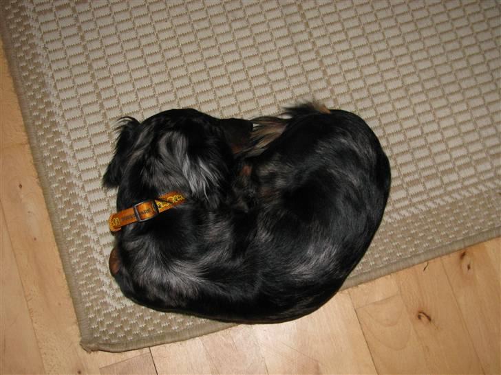 Dværggravhund Molly billede 4