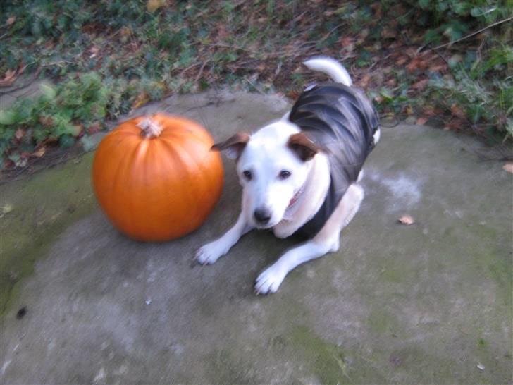 Jack russell terrier Rosa (Himmel hund) - her ser i mig ved sidden af et græsker med min helt nye jakke på billede 9
