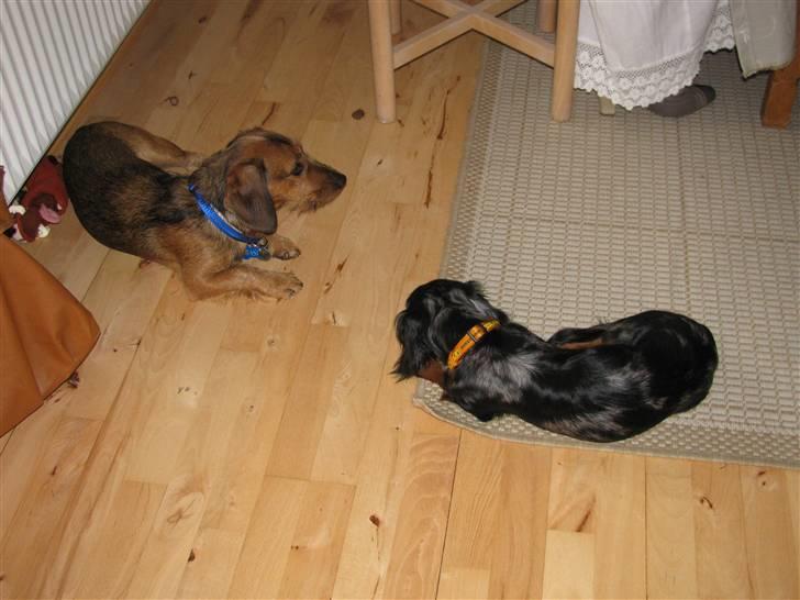 Dværggravhund Molly billede 5