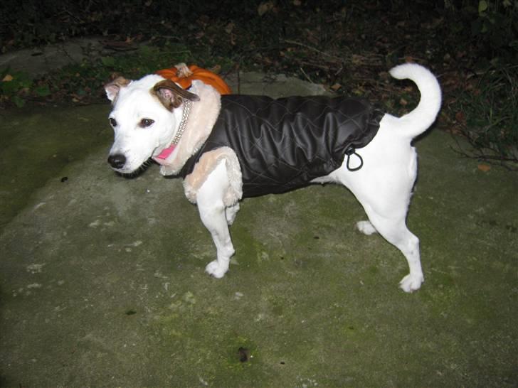 Jack russell terrier Rosa (Himmel hund) - se lige min nye jakke er den ikke cool billede 10