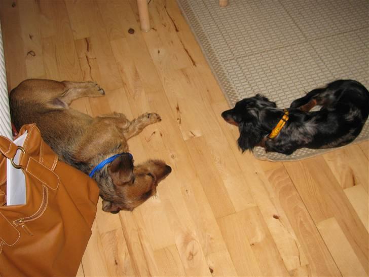 Dværggravhund Molly billede 6