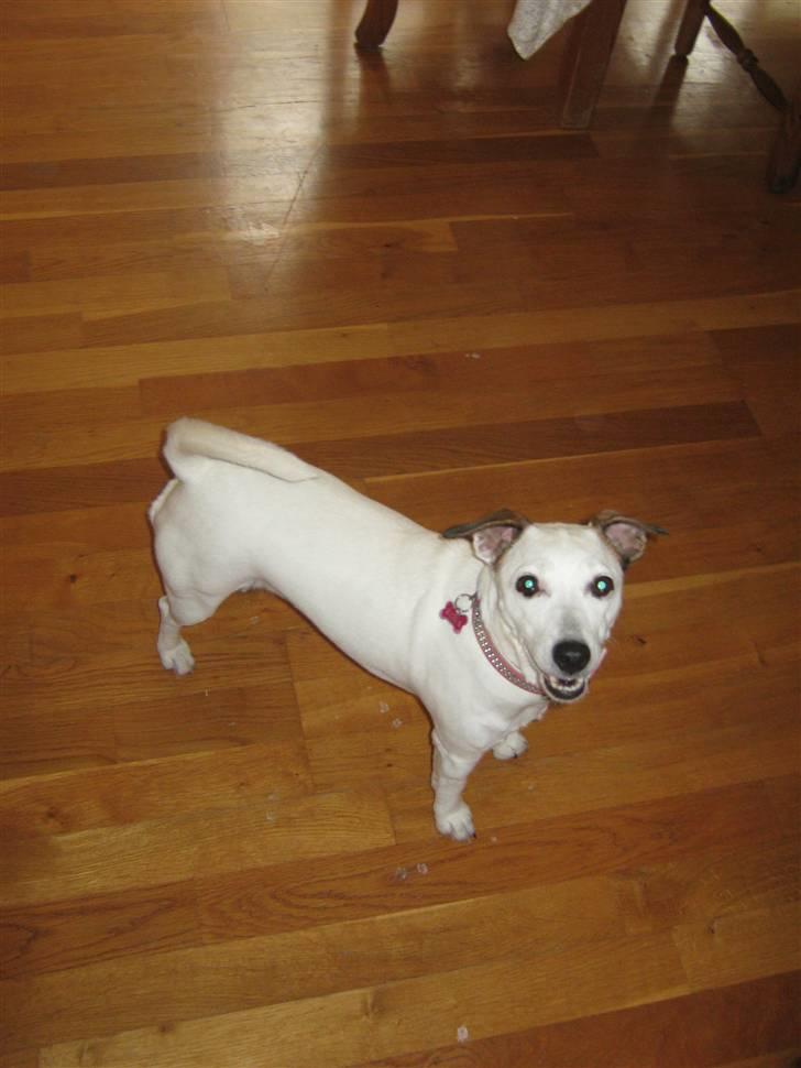 Jack russell terrier Rosa (Himmel hund) - bare lille mig billede 11