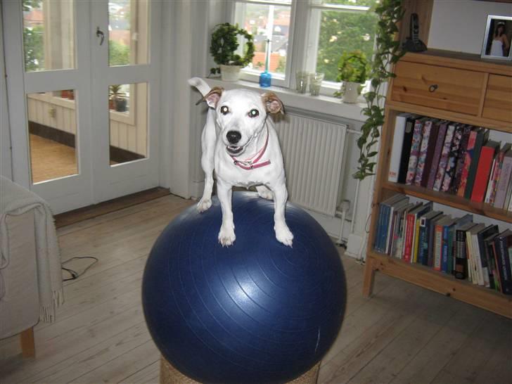Jack russell terrier Rosa (Himmel hund) - wow se lige en balance jeg har billede 12