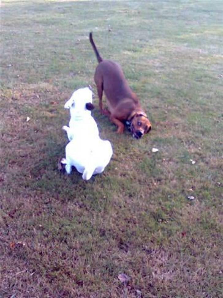 Blanding af racer Basse - hey se min nye legekammerat er hun ikke bare hot hot gg billede 16