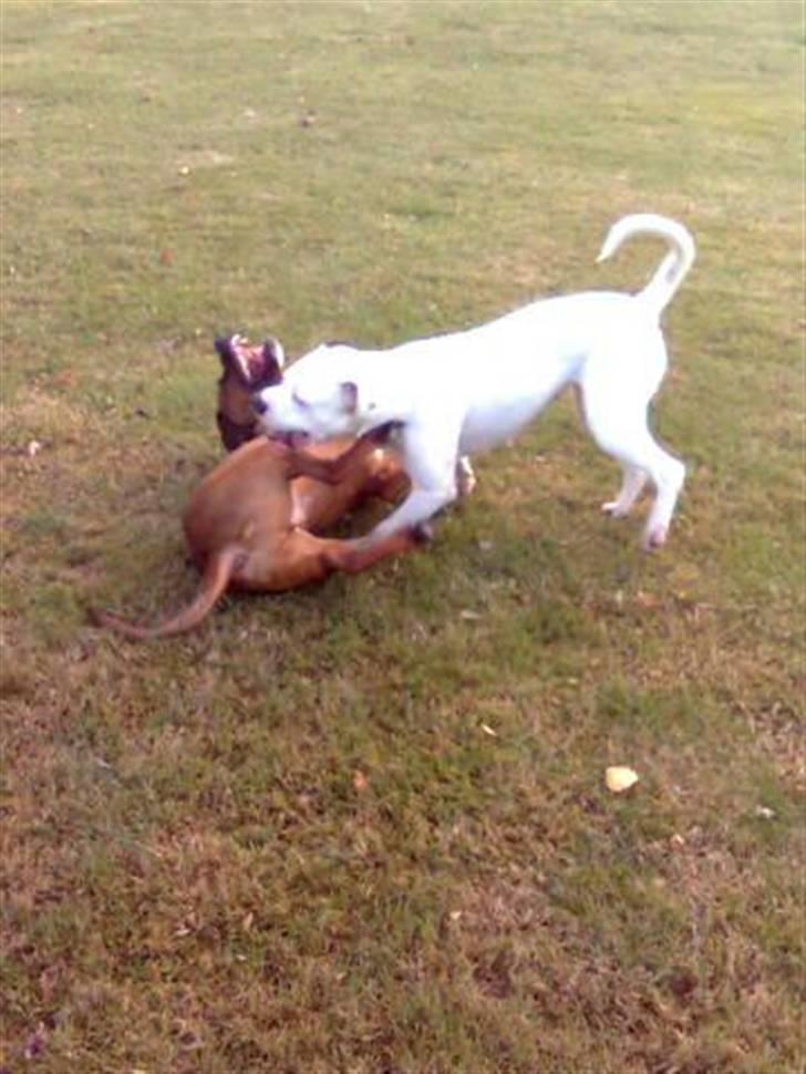 Blanding af racer Basse - iiiih hun muler mig men det er så fedt gg  billede 17