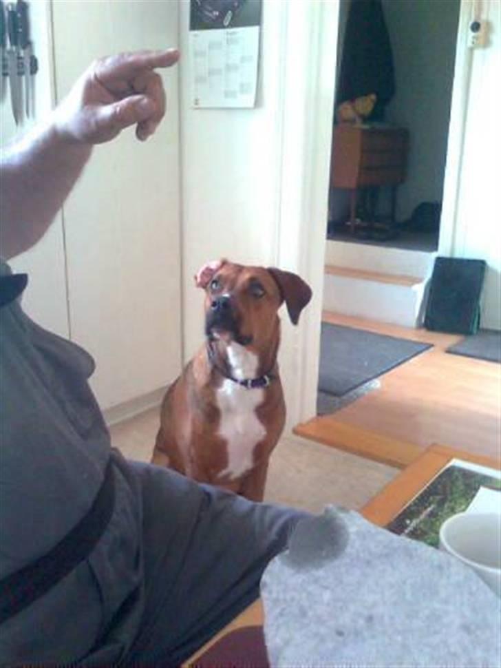 Blanding af racer Basse - ja alt for en hundekiks  billede 18