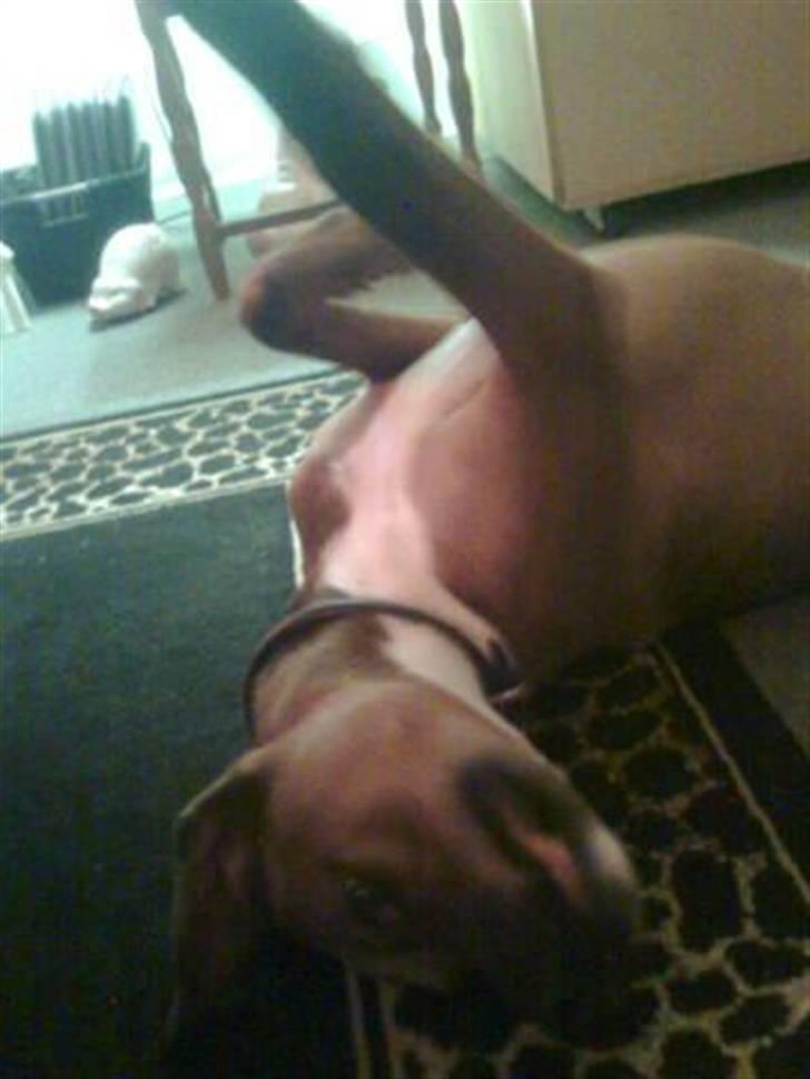 Blanding af racer Basse - hi hi se lige mig de kalder mig flyderen  billede 19