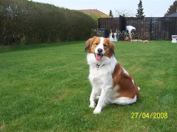 Kooikerhondje Vitovanis Bernardo De Bel Tar billede 2