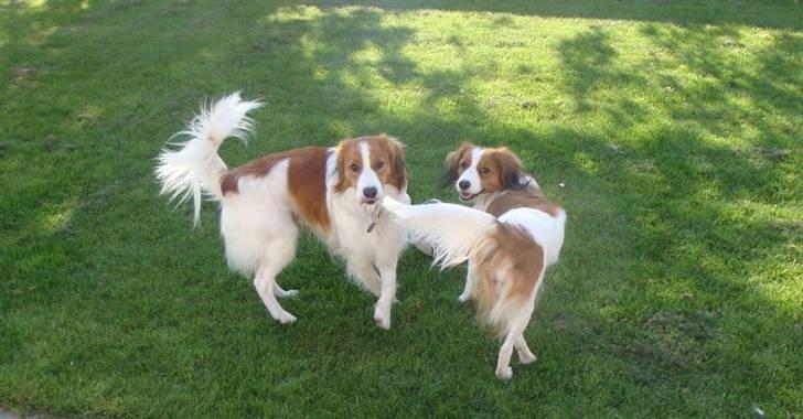 Kooikerhondje Vitovanis Bernardo De Bel Tar billede 3