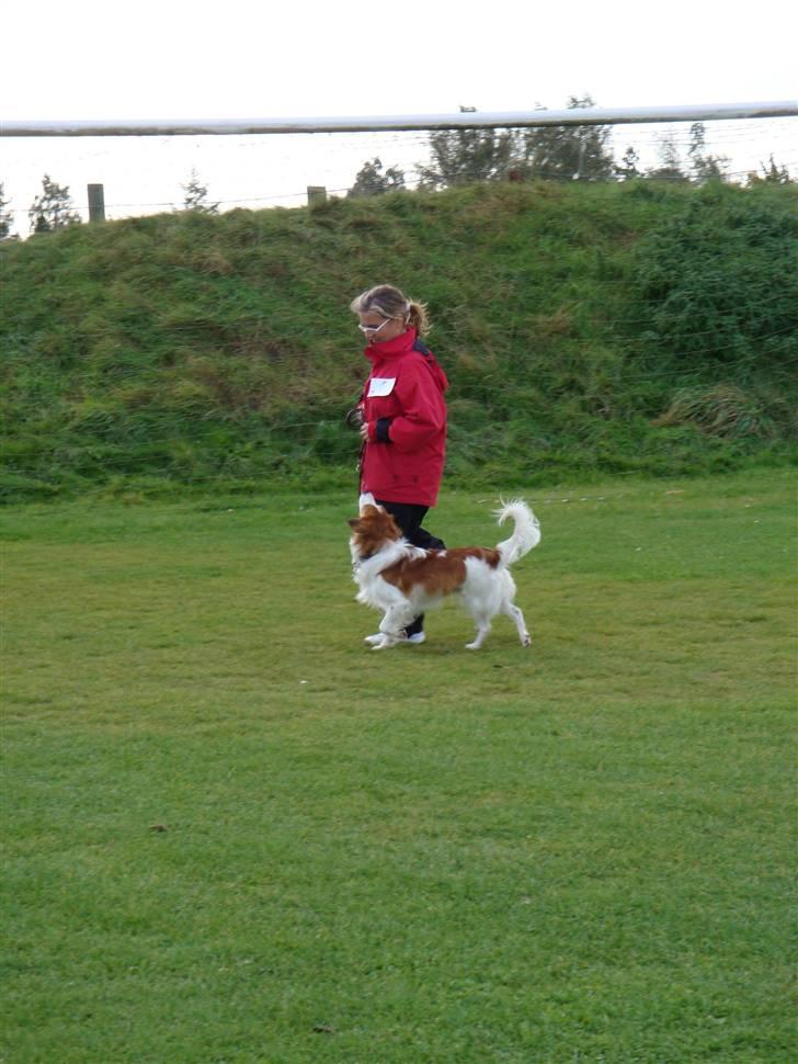 Kooikerhondje Vitovanis Bernardo De Bel Tar billede 5