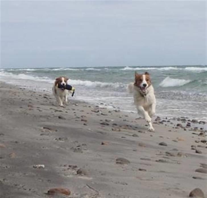 Kooikerhondje Vitovanis Bernardo De Bel Tar billede 6