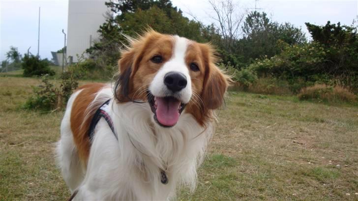 Kooikerhondje Vitovanis Bernardo De Bel Tar billede 7