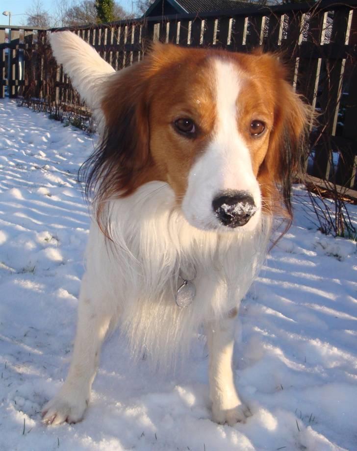 Kooikerhondje Vitovanis Bernardo De Bel Tar billede 9