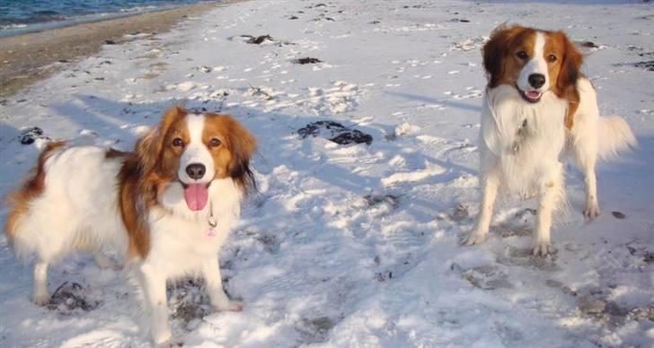 Kooikerhondje Vitovanis Bernardo De Bel Tar billede 10