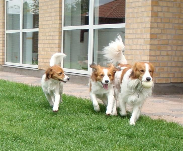 Kooikerhondje Vitovanis Bernardo De Bel Tar billede 11