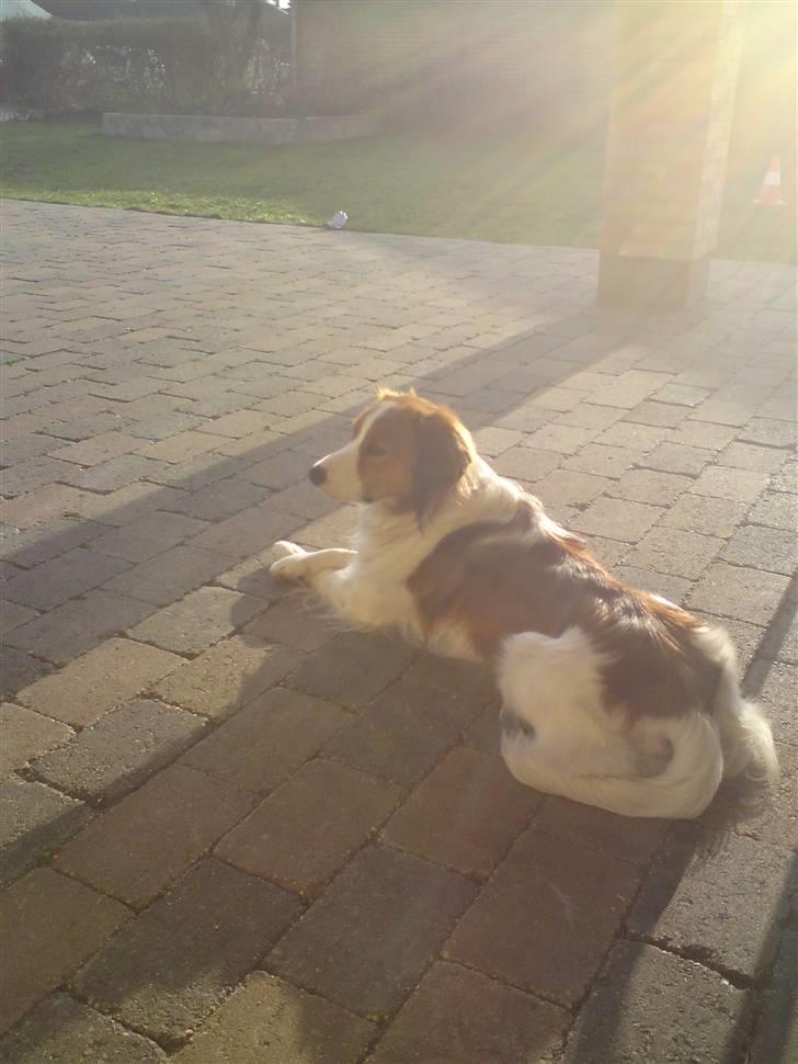 Kooikerhondje Vitovanis Bernardo De Bel Tar billede 12
