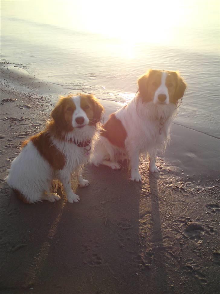 Kooikerhondje Vitovanis Bernardo De Bel Tar billede 13