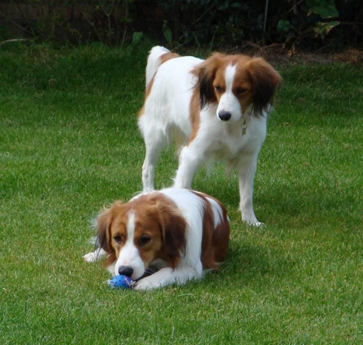 Kooikerhondje Vitovanis Bernardo De Bel Tar billede 14