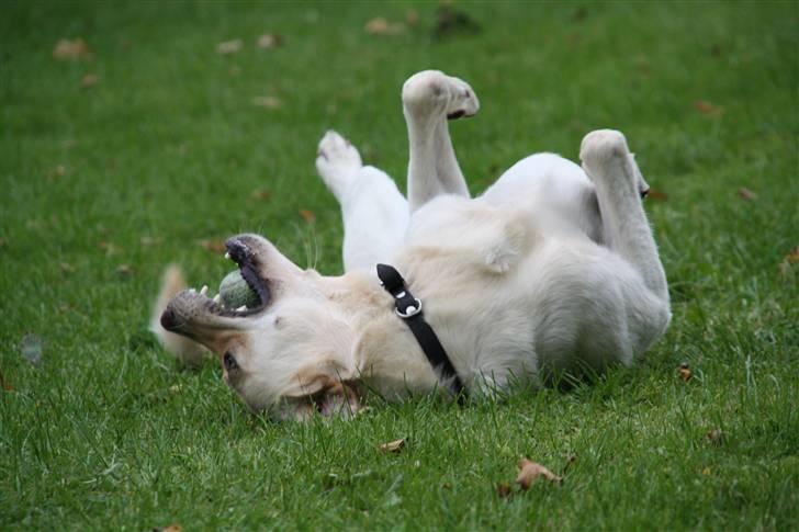 Blanding af racer Zacho billede 17