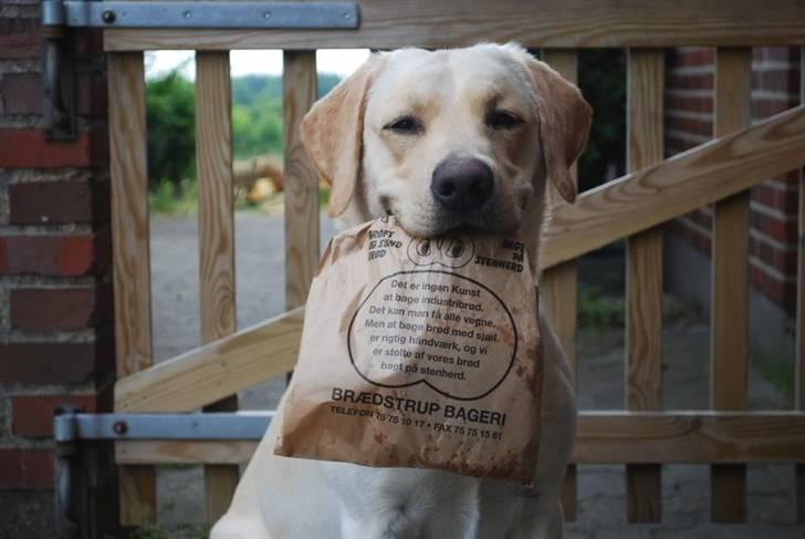 Labrador retriever Cooper - Cooper henter morgenmad til sin far billede 13