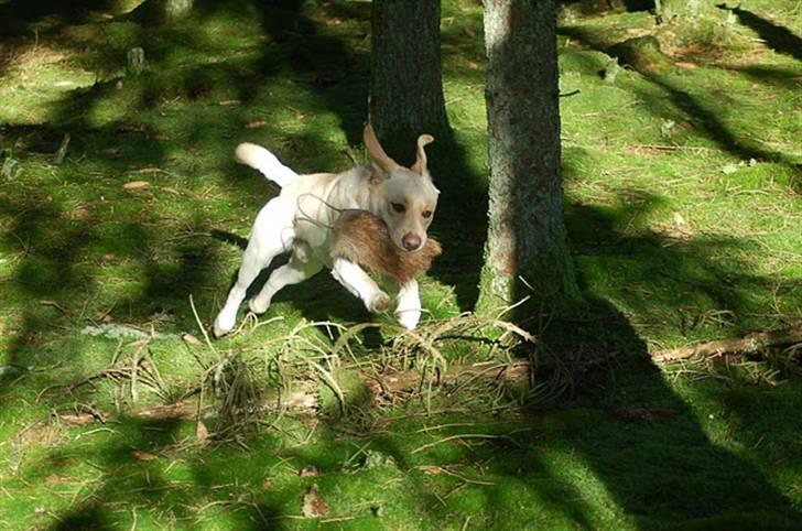 Labrador retriever Cooper - I skoven billede 14