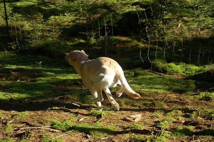 Labrador retriever Cooper - I skoven billede 15